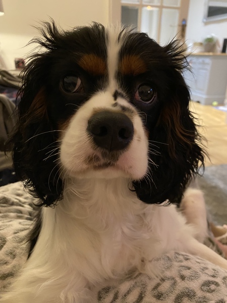 Puppy Survival Thread: surviving into 2022