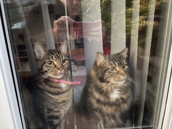 Ollie, Paws, friends and family