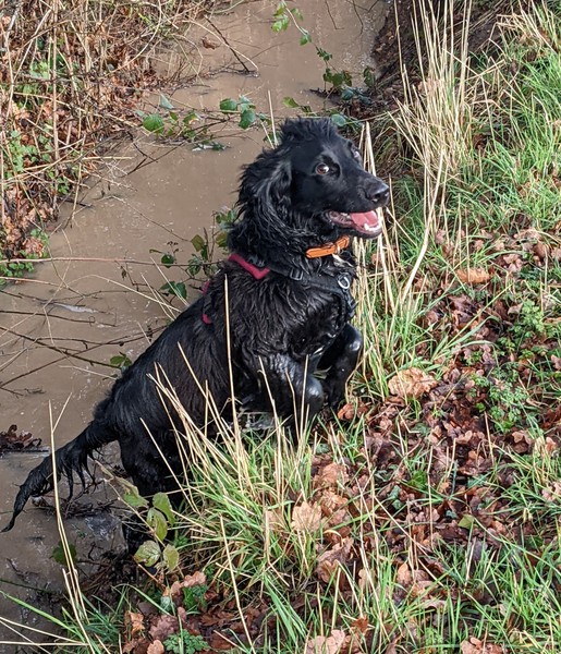 Puppy Survival Thread: surviving into 2022