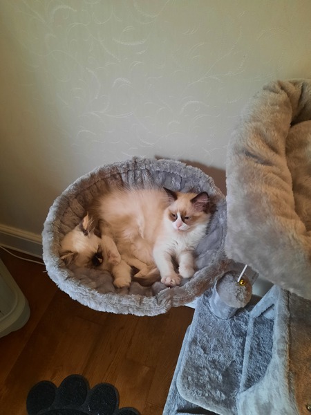 Kitten club