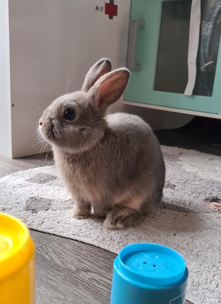 Rabbit gender help!