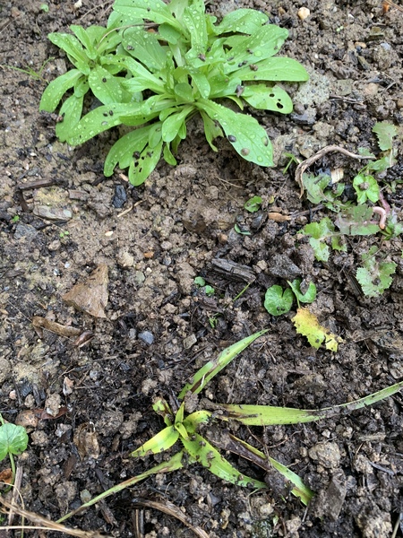 Is this a weed?