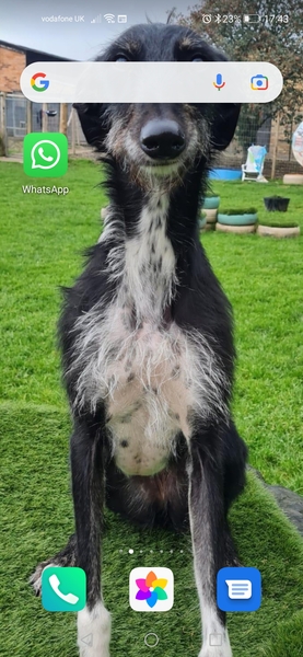 Fostering a lurcher next week - any advice?