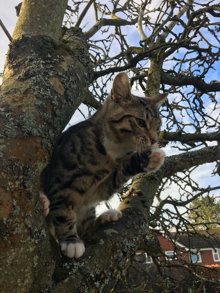 6MO kitten crying to go out ALL the time.