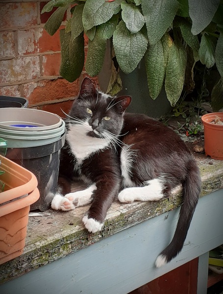 Show me your cats 🐈 😃