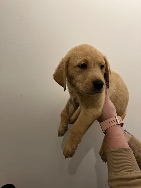 Puppy Survival Thread: surviving into 2022