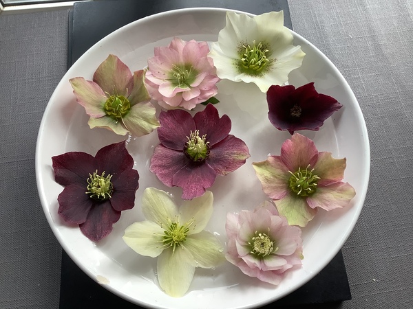 Hellebores.
