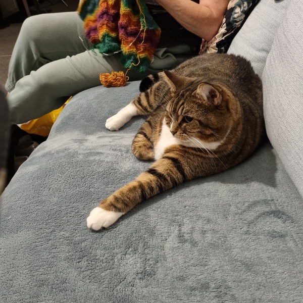If your house pet was human would you still love them?