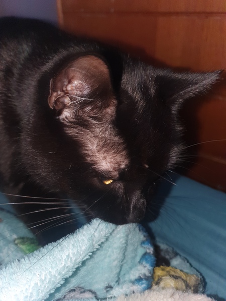 If your house pet was human would you still love them?