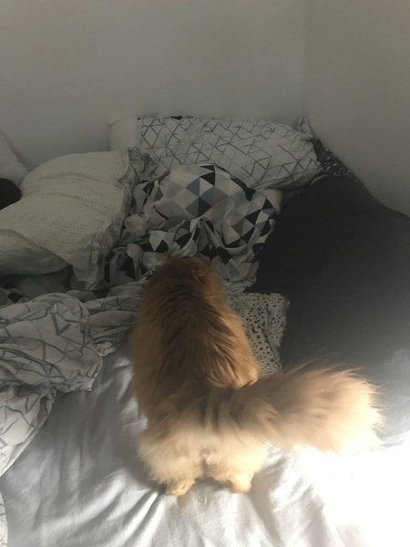 Ollie, Paws, friends and family