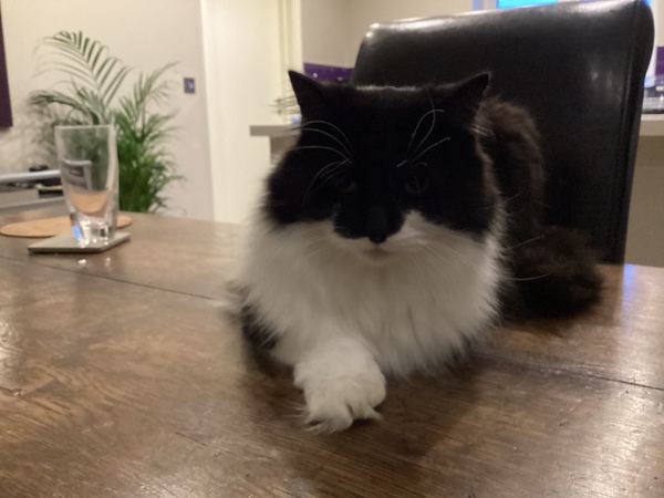 Ollie, Paws, friends and family