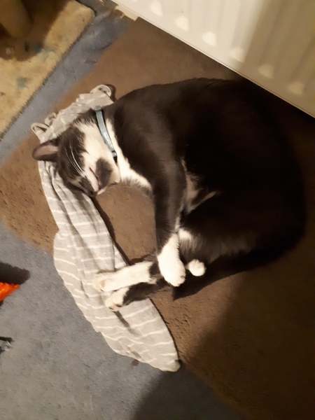 Starting to get worried about cat