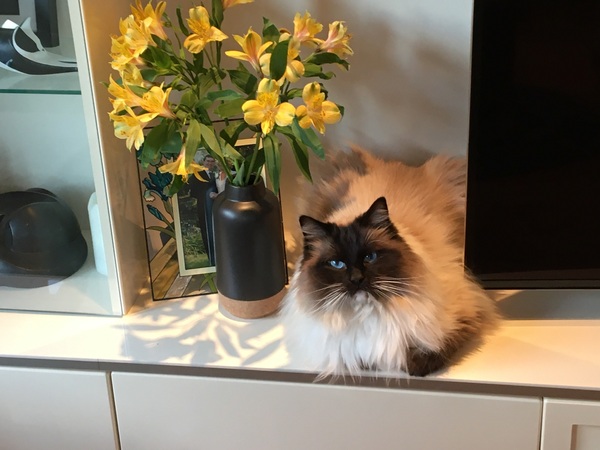 I need your photos again - this time cats with bouquets/vases of flowers please