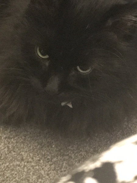 Ollie, Paws, friends and family
