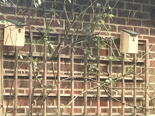 Bluetits have just moved in!
