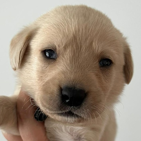 Collecting our newest addition in 2 weeks time!!!