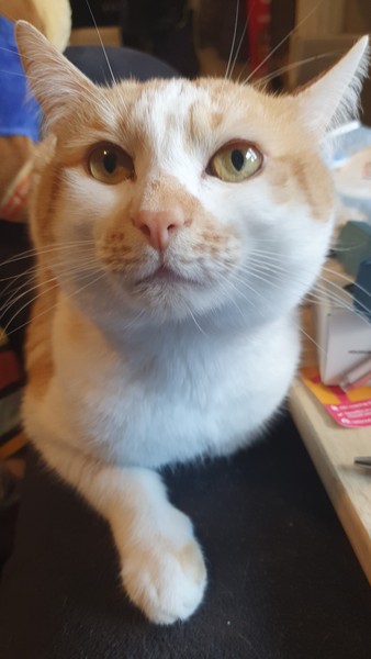 Tell me about your naughty pets.