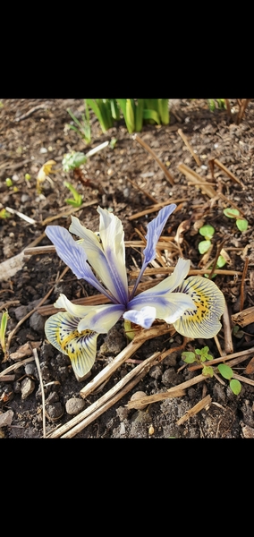 My Iris are flowering already! Why???