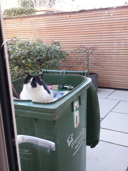 "When I get a cat it won't...."