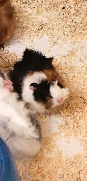 New Piggies - obligatory photo included