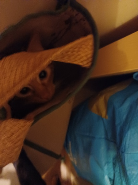 Cats in bags