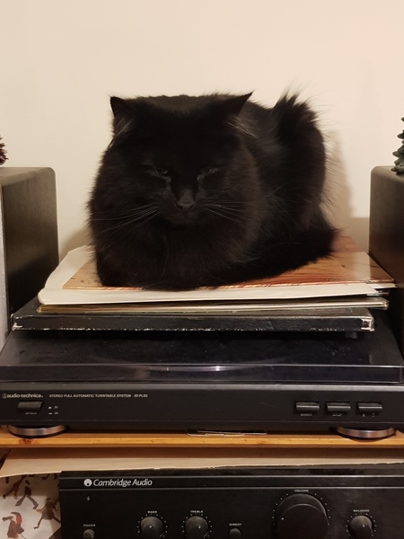 "When I get a cat it won't...."