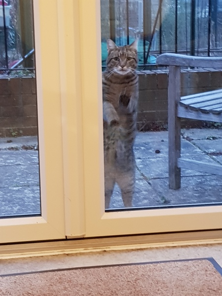 Thug cat part 4.  After all, it's not my Axminster.