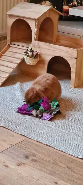 Can you help me but a rabbit birthday present?