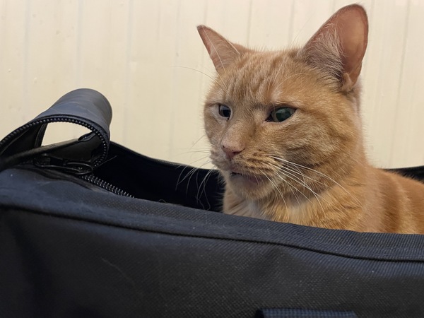 Cat hit by car.  It’s not looking good - how do we tell 3 year old?