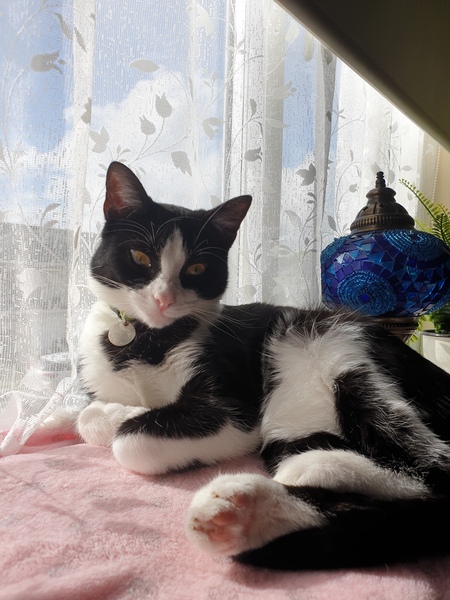 Show me your cats 🐈 😃