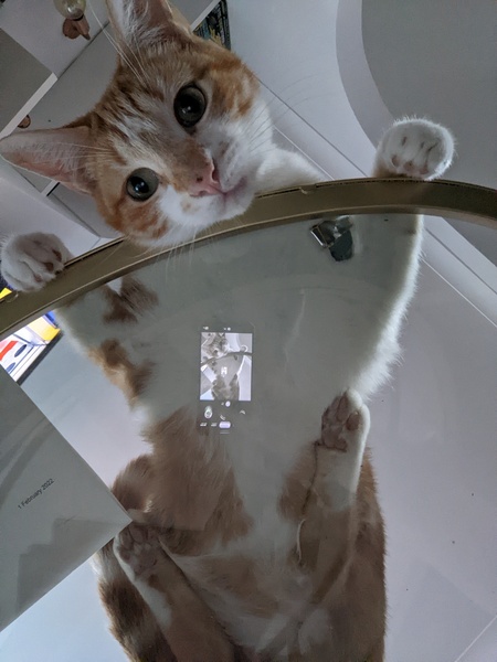 Why does my cats head stink?