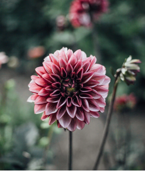 What's your favourite dahlia?