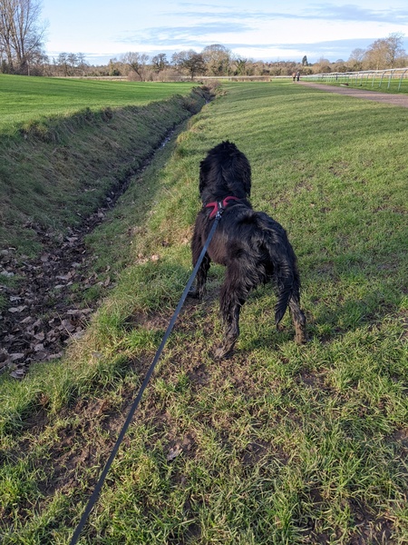 Puppy Survival Thread: surviving into 2022