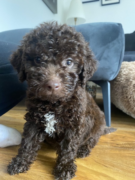 Puppy food transition