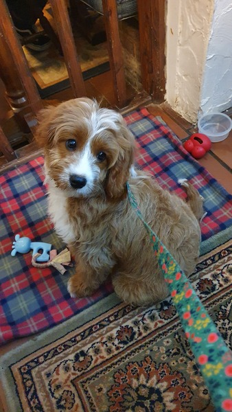 Puppy Survival Thread: surviving into 2022