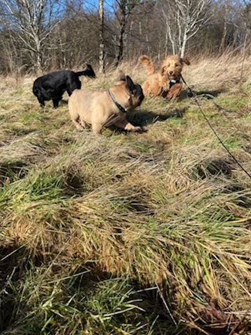 Puppy Survival Thread: surviving into 2022