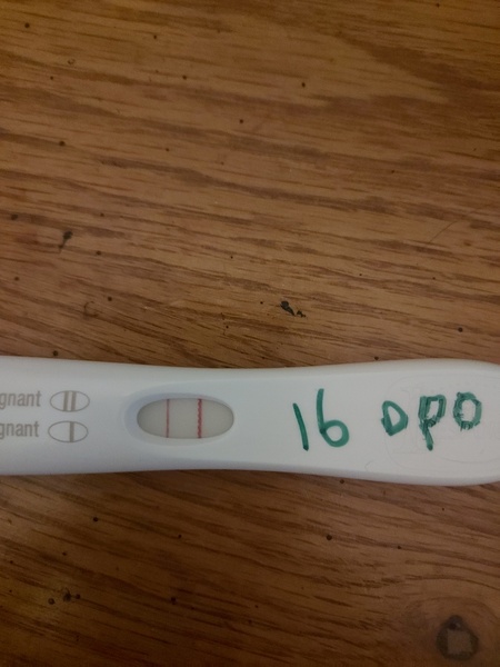 16dpo... Is the line strong enough?