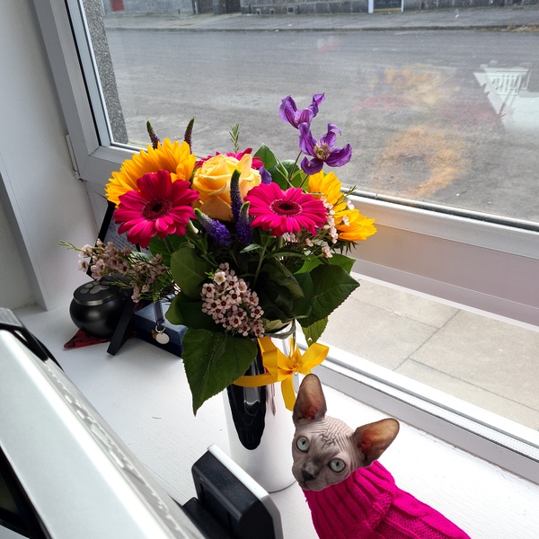 I need your photos again - this time cats with bouquets/vases of flowers please