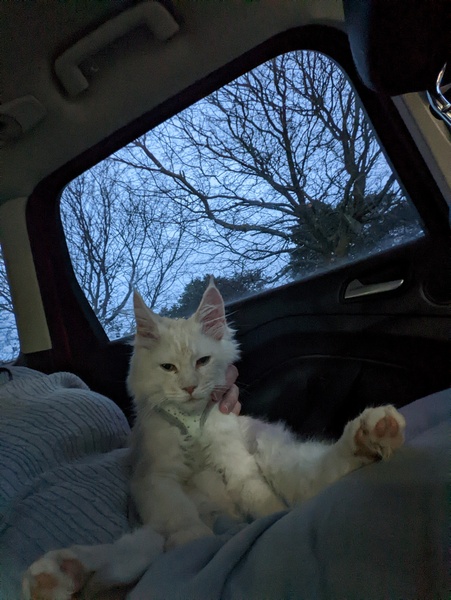 Name this kitten (with photo)