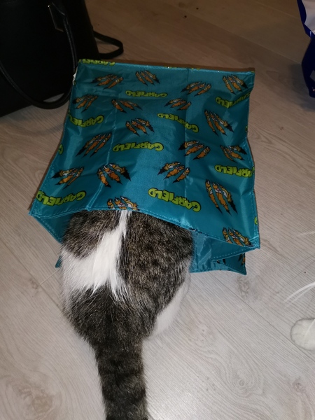 Cats in bags