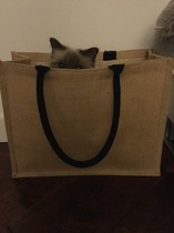 Cats in bags