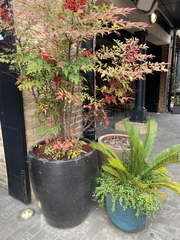 Plant ID! Fabulous planters