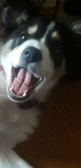Puppy Survival Thread: surviving into 2022