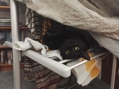 "When I get a cat it won't...."