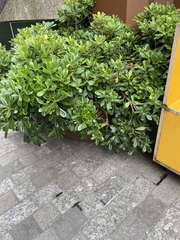Plant ID! Fabulous planters
