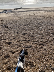 Puppy Survival Thread: surviving into 2022