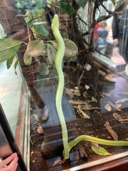 Frugal fun in February - the one with the Spring spring