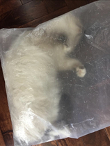 Cats in bags