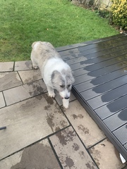 Dog tomorrow (eek!) but I’m injured