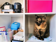 "When I get a cat it won't...."